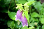 雨が似合う「雨降り花」。 雨が似合う「雨降り花」。