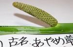 「ショウブ(菖蒲)は、古名:「あやめ 「ショウブ(菖蒲)は、古名:「あやめ