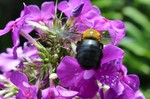 「クマンバチ(熊ん蜂)」が訪れて…。 「クマンバチ(熊ん蜂)」が訪れて…。