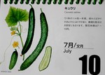 7月9日、「きゅうり」『北海道 花暦』 7月9日、「きゅうり」『北海道 花暦』