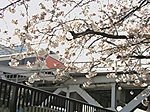スペーシアと桜 スペーシアと桜