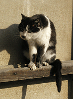 島猫 島猫