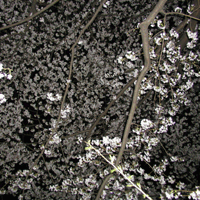 夜桜 夜桜