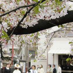 花嫁 花嫁