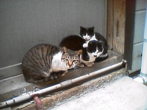 三匹の野良猫 三匹の野良猫