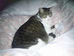 布団の上に猫 布団の上に猫