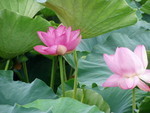 yoko162007-05-16 yoko162007-05-16