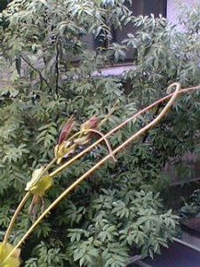 AVRIL2005-07-06 AVRIL2005-07-06