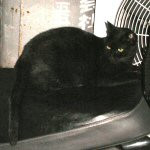 黒いシートの上の黒猫。