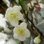 近所のはいつかなー＠梅