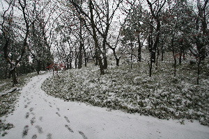 Snow scine of Tokyo Snow scine of Tokyo