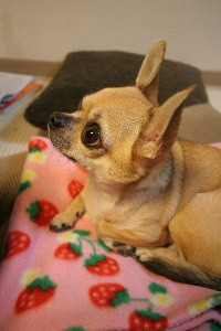 Hwooko in living room Hwooko in living room