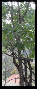 Bosque2018-10-08