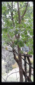 Bosque2018-10-09