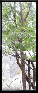 Bosque2018-10-10