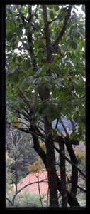 Bosque2018-10-11