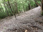 Eriophyton2016-06-14 Eriophyton2016-06-14