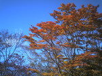 支笏湖畔のカエデの紅葉と恵庭岳