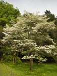 小金井公園のアメリカハナミズキ（白色