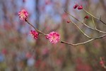 /Users/ktharu/Desktop/紅梅開花２輪設