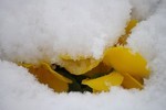 /Users/ktharu/Desktop/大阪雪景色2014