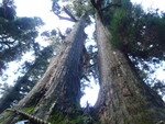 KyrieEleison2011-01-31