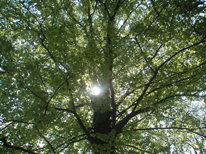 Englischer Garten München (Apr. Englischer Garten München (Apr.