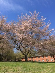 桜! 桜!