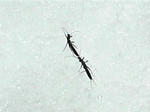セッケイカワゲラ セッケイカワゲラ