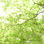 RikoS2008-05-02