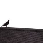 RikoS2008-07-19