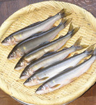 鮎♪ 鮎♪