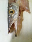 獰猛そうなカマスの干物 獰猛そうなカマスの干物