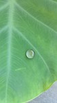 里芋の葉っぱの上に露♪ 里芋の葉っぱの上に露♪
