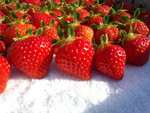 SugaFarm2014-12-31 SugaFarm2014-12-31