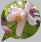 画像に円形吹き出し枠