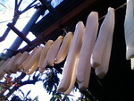 切り干し大根 2012 切り干し大根 2012