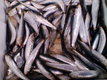 地もののイワシ