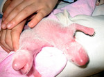 aa02462006-08-10