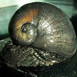 abalone2006-03-30 abalone2006-03-30