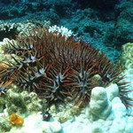 abalone2006-12-28 abalone2006-12-28