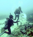 abalone2010-03-08 abalone2010-03-08