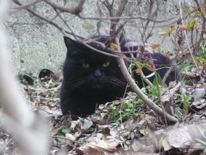 石神井公園の黒猫(懐く)