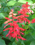 akaibara2005-05-22