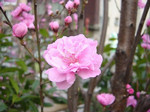 akaibara2007-02-15 akaibara2007-02-15