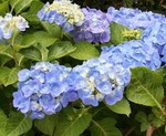 akaibara2008-06-21