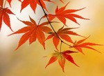 akaibara2008-10-22