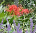 akaibara2009-09-25