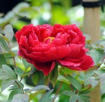 akaibara2010-04-28