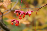 akaibara2010-12-05
